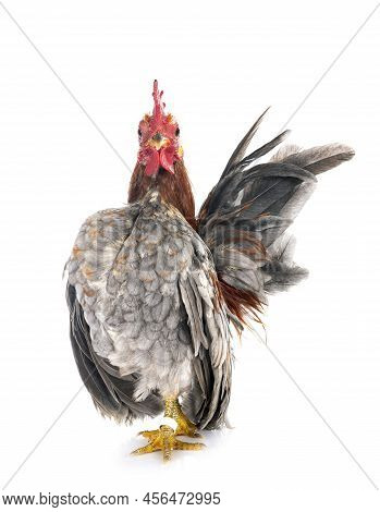 Malaysian Serama In Front Of White Background