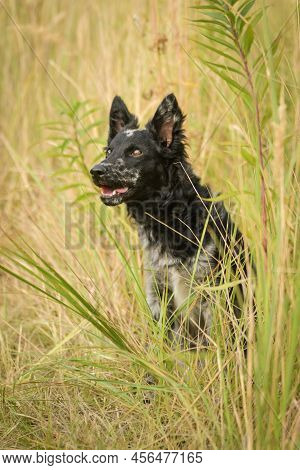 Portrait Of Dog Puppy Mudi. She Is So Nice Dog.