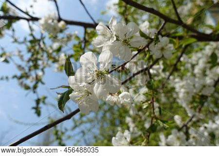 Some White Flowers Of Cherry Tree Against Blue Sky In April