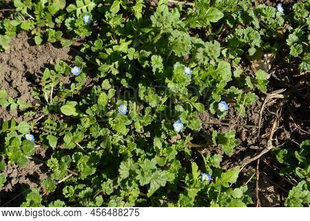 Lush Green Foliage And Small Blue Flowers Of Veronica Polita In Mid March