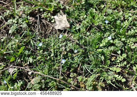 Some Blue Flowers Of Veronica Polita In Mid March