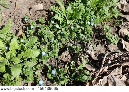 Vibrant Blue Flowers Of Veronica Polita In Mid March