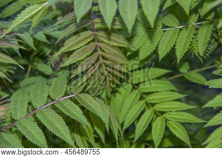 Beautiful Leaves Of The Sorbaria Sorbifolia Against Background. Green Leaves Of The Wild Ash In Summ