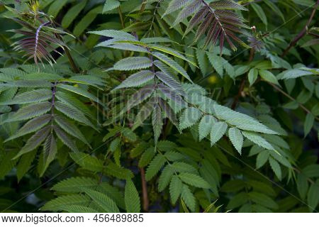 Beautiful Leaves Of The Sorbaria Sorbifolia Against Background. Green Leaves Of The Wild Ash In Summ
