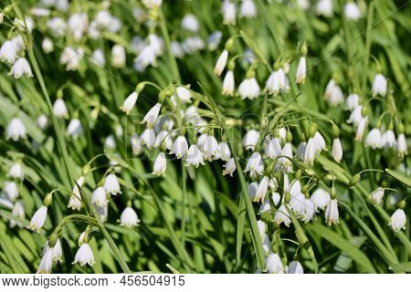 Leucojum Aestivum, Commonly Called Summer Snowflake Or Loddon Lily, Close Up With Selective Focus