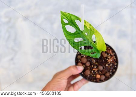 Closeup To Monstera Adansonii Aurea Variegated Giant