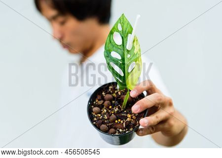 Closeup To Monstera Adansonii Aurea Variegated Giant