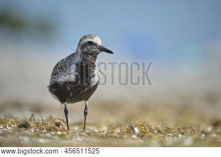 Black-bellied Plover Wild Sea Birdlooking For Food On Seaside In Summer