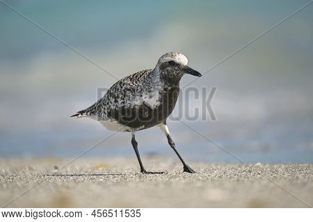 Black-bellied Plover Wild Sea Birdlooking For Food On Seaside In Summer