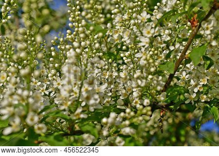 Common Bird Cherry, Or Carpal Bird Cherry, Or Bird Cherry Bird Cherry, Is A Species Of Low Trees Fro