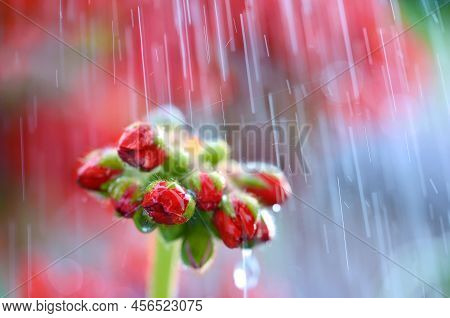 Beautiful Red Flower At A Rainy Day