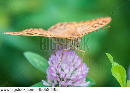 The Dark Green Fritillary Butterfly Collects Nectar On Flower. Speyeria Aglaja Is A Species Of Butte