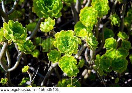 The Aeonium Balsamiferum Plant In The Wild