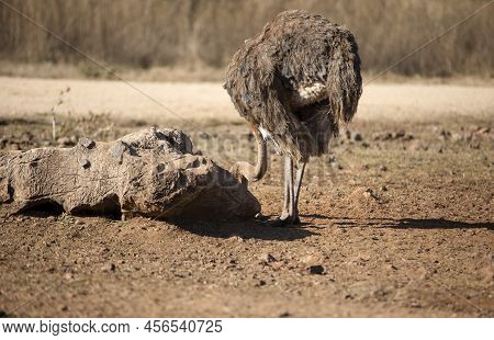Ostrich Living In The Wildlife Of The African Savannah In South Africa.
