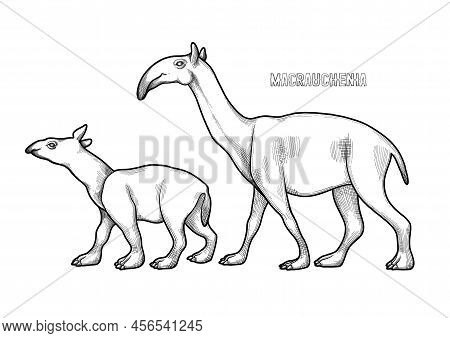Graphic Walking Macrauchenias Parent And Child Isolated On A White Background