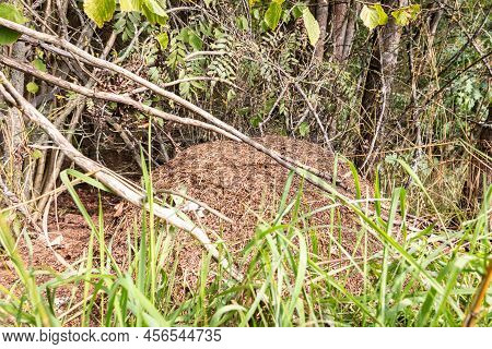 A Large Anthill In A Green Forest Among The Trees. The Aboveground Part Of The Ants' Dwelling Is In 