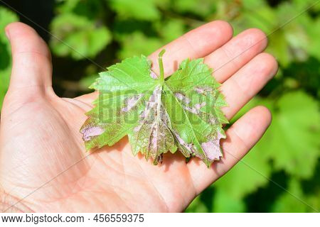 Grapevine Infected By Mildew Grapevine Disease. A Grape's Leaf With White Downy Fungal On The Unders