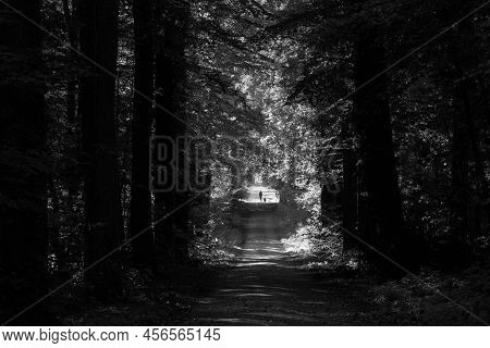 Man Walking In A Lane With The Sunlight Breaking Through The Trees.