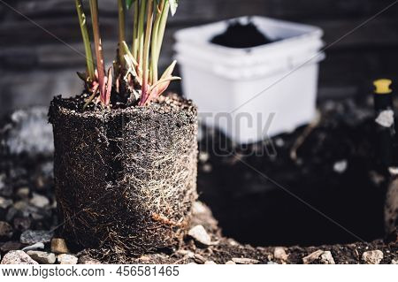 Transplanting A Root Bound Potted Plant To A Newly Dug Hole In Rocked Boarder Near A House.