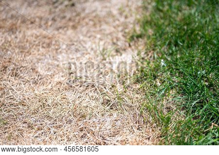 Visible Distinction Between Healthy Lawn And Chemical Burned Grass.