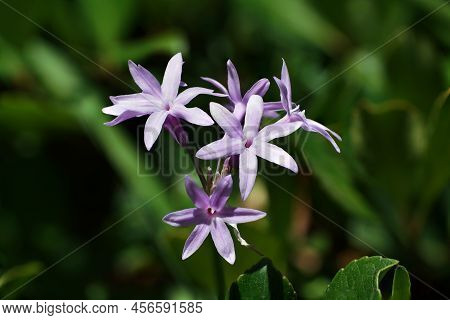 Close Up Of A Society Garlic Flower Cluster.