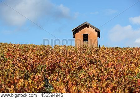Vineyards In Morgon, Beaujolais During Autumn Season, France