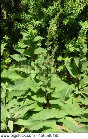 Verbascum Chaixii ( Nettle-leaved Mullein ) 'wedding Candle' Flowers. In Early Summer, A Large Numbe