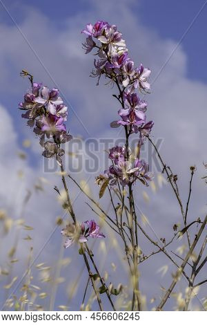 Pink Bauhinia Flowering Tree Blooming, Closeup Of Purple Orchid Tree Flowers.