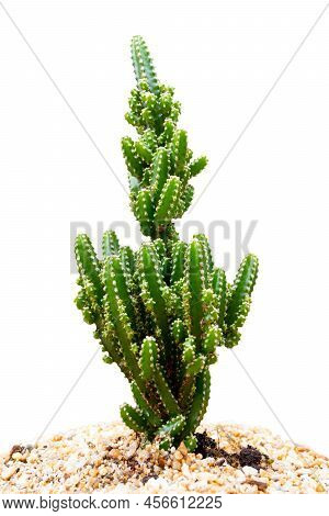 Cactus In Pot Natural Beautiful Isolated On White Background, Cereus Peruvianus, Acanthocereus Tetra