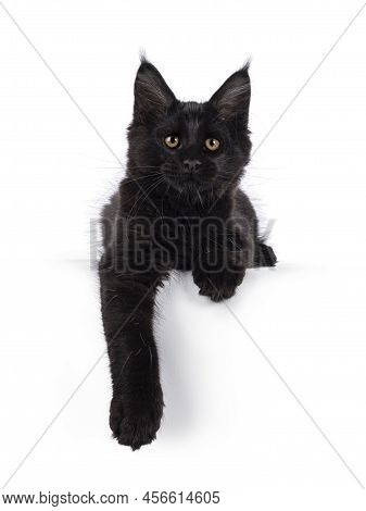 Beautiful Solid Black Maine Coon Cat Kitten, Laying Down Facing Front With Paws Hanging Relaxed Over