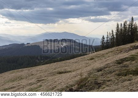 Spring Kukul Meadow With White Flowers And Grey Sky, The Carpathians Mountains, Ukraine
