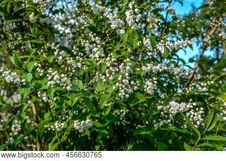 In Early Summer Deutzia Blooms In Nature