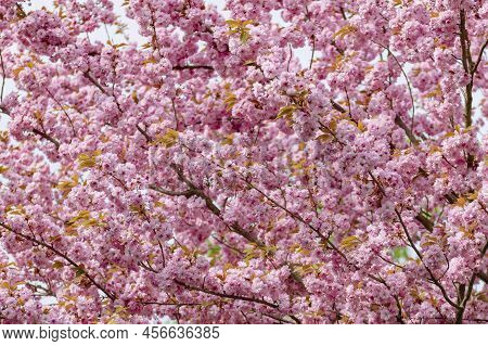Cherry Blossom In Spring With Soft Focus, Sakura Season. Background.