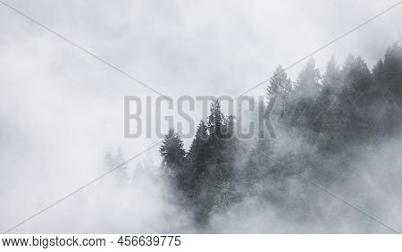 Green Evergreen Trees In A Forest On Top Of A Mountain Covered In Clouds And Fog. Umpqua National Fo