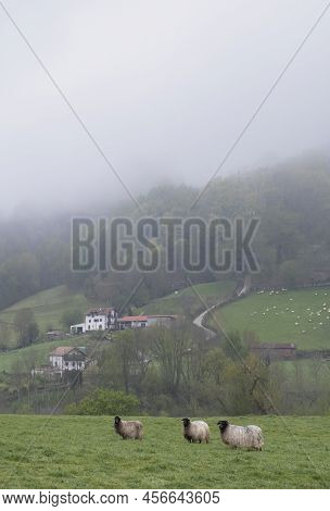 A Farm In Navarra In The Baztan Valley, Near The Basque Country, With A Latxa Breed Sheep With Plent