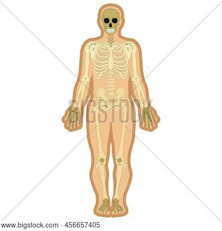 Skeleton And Bones Inside Body. Educational Anatomy Materials. Vector Illustration