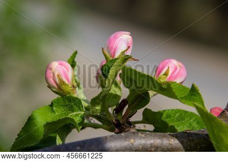 White Flower And Pink Bud On Apple Tree. Blooming Apple Tree In Spring.