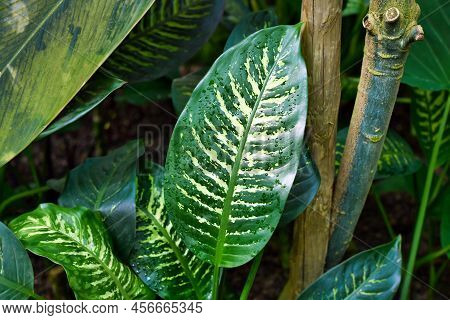 Exotic Houseplant With Botanic Name 'dieffenbachia Seguine Tropic Snow' With Yellow And Green Patter