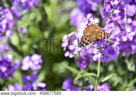 Butterfly Urticaria Nymphalis Urticae On The Flowers Of The Night Violet Hésperis In Summer In The G