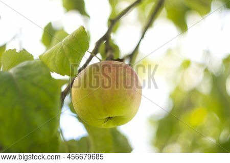 Apple Tree With Ripe Apples In Autumn Garden. Harvest Season