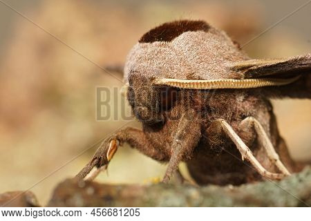 Closeup On The Head Of An Eyed Hawk-moth, Smerinthus Ocellatus Sitting On Wood In The Gaden