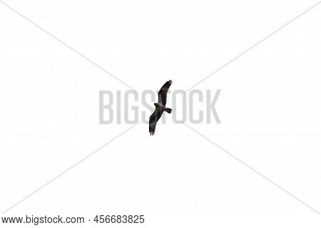 A Flying Eagel Isolated On A White Backgound.