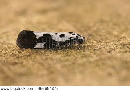 Detailed Closeup On The Colorful Ethmia Quadrillella , Comfrey Ermel Moth, Sitting On Wood In The Ga
