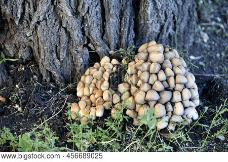 A Group Of Mushrooms Near The Tree Is The Shimmering Dung Coprinellus Micaceus