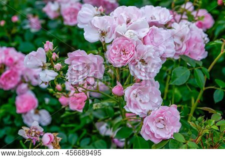 English Pink Rose
