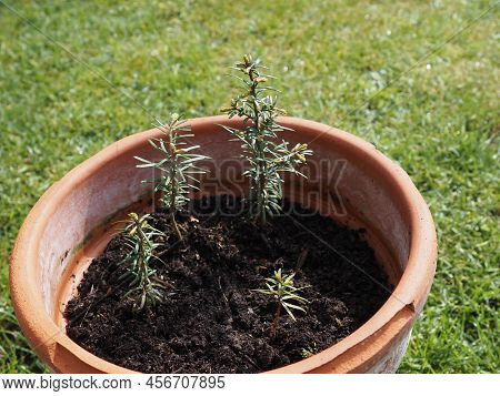 Four Young Nordmann Firs In A Terracotta Pot, Growth Concept, Environment And Conservation, Beauty O