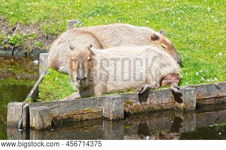 Capibaras (hydrochoerus Hydrochaeris) Resting On The Grass