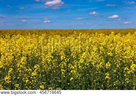 Blooming Yellow Rapseed Canola Field And Blu Sky With White Clouds