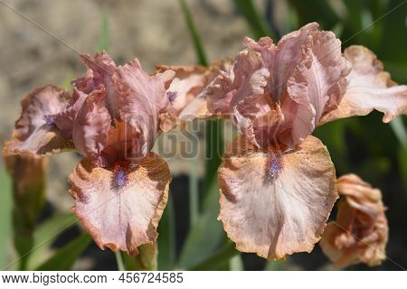 Intermediate Bearded Iris Lingering Flower In The Garden