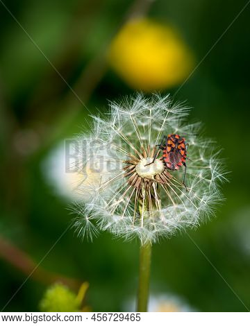 European Firebug Landed On Dandelion, Close-up Photo Of Firebug Insect